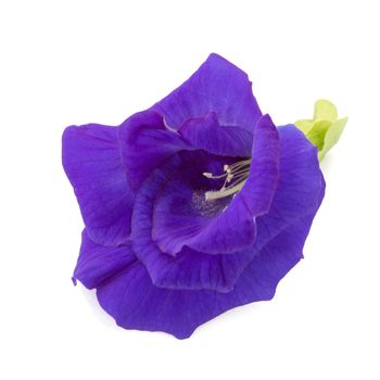Blue pea flowers isolated on white background.