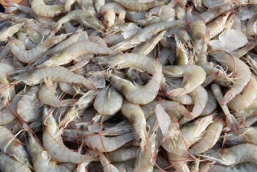 Close up fresh pacific white shrimp background in Thailand.