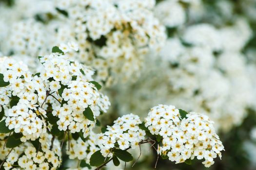 Detail of a cluster of white flower of the spirea