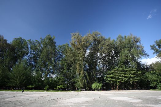 Tree on beach in blue sky