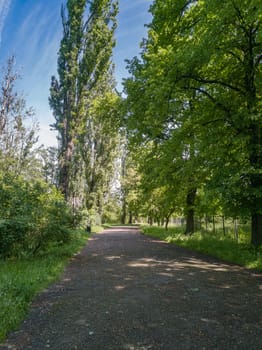 Long path in park between trees and green bushes