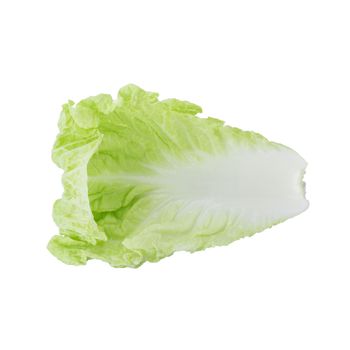 fresh chinese cabbage isolated on a white background.