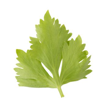 Celery or parsley leaf isolated on white background. Top view.