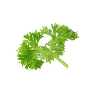 Fresh branch of green parsley natural food isolated on white background.