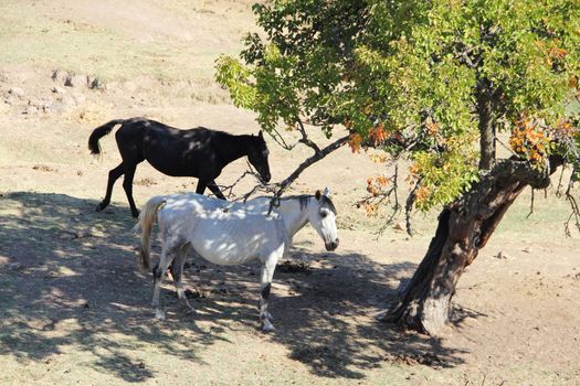 Purebred andalusian spanish  horses on dry pasture