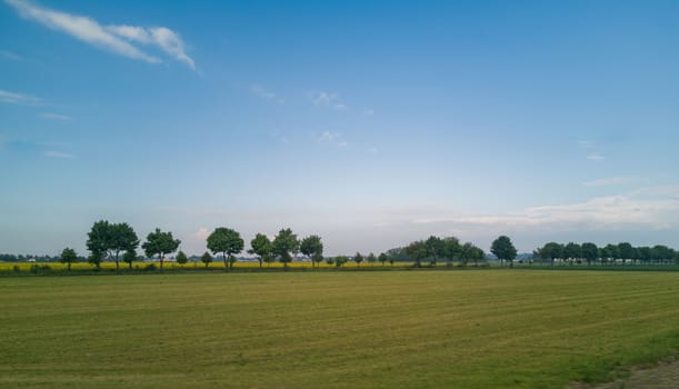 Line of trees at end of yellow field at cloudy morning