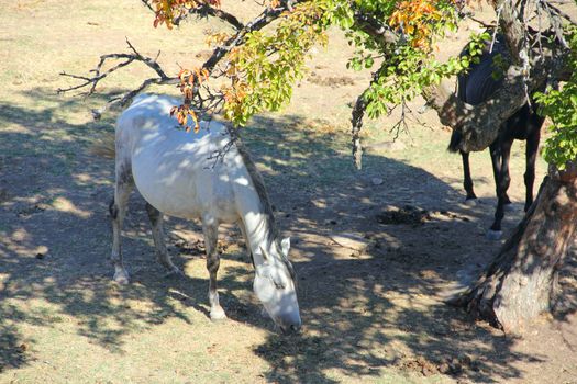 Purebred andalusian spanish  horse on dry pasture