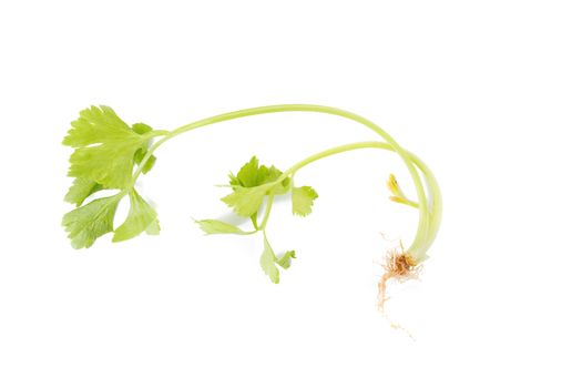 Celery or parsley leaf isolated on white background. Top view.