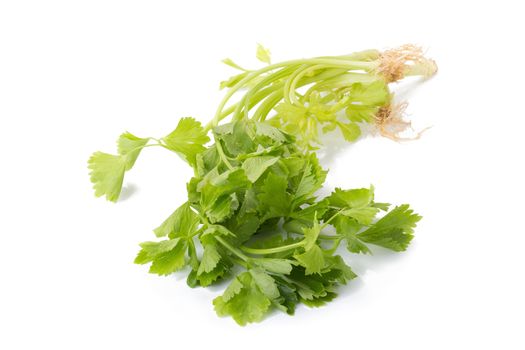 Celery or parsley leaf isolated on white background. Top view.