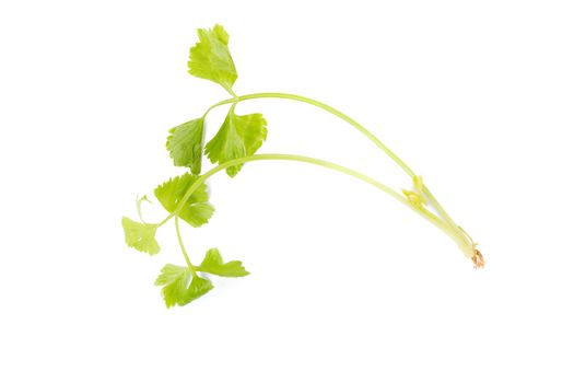 Celery or parsley leaf isolated on white background. Top view.