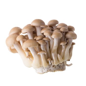 shimeji mushrooms brown varieties isolated on white background.