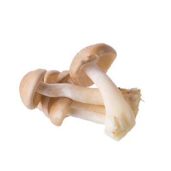 shimeji mushrooms brown varieties isolated on white background.