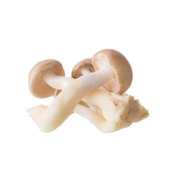 shimeji mushrooms brown varieties isolated on white background.