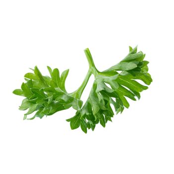 Fresh branch of green parsley natural food isolated on white background.