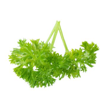 Fresh branch of green parsley natural food isolated on white background.