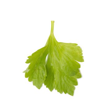 Celery or parsley leaf isolated on white background. Top view.