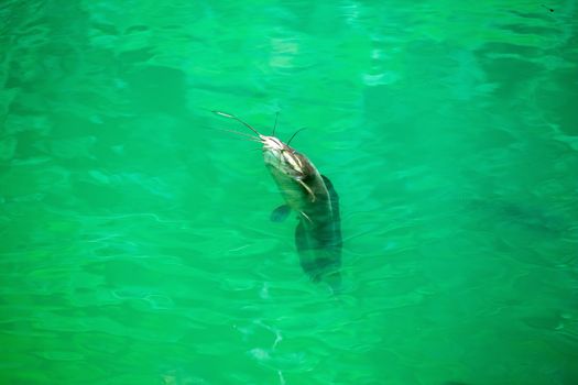 Catfish clarias in green lake their natural habitat.