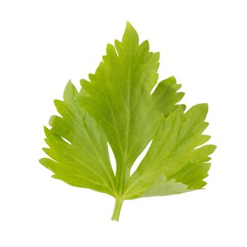 Celery or parsley leaf isolated on white background. Top view.