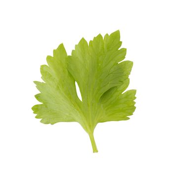 Celery or parsley leaf isolated on white background. Top view.