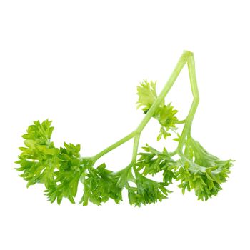 Fresh branch of green parsley natural food isolated on white background.