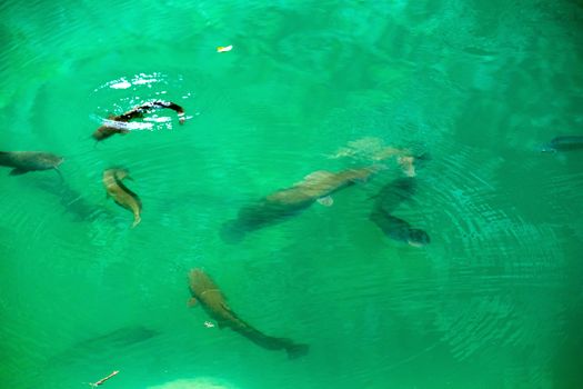 Catfish clarias in green lake their natural habitat.