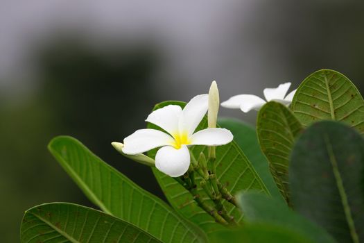 Close up of white and yellow frangipani flowers with green leaves in background.