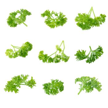 Fresh branch of green parsley natural food isolated on white background.