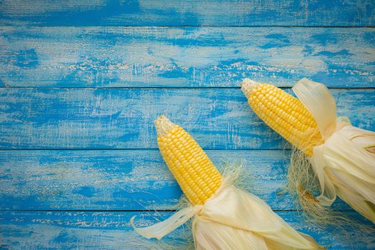 Ripe Corn on a blue wooden table top view.