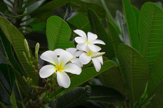 Close up of white and yellow frangipani flowers with green leaves in background.