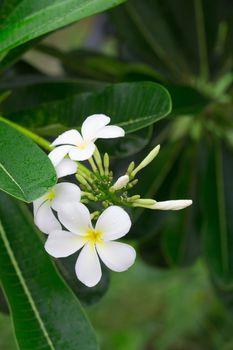 Close up of white and yellow frangipani flowers with green leaves in background.