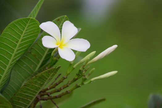 Close up of white and yellow frangipani flowers with green leaves in background.