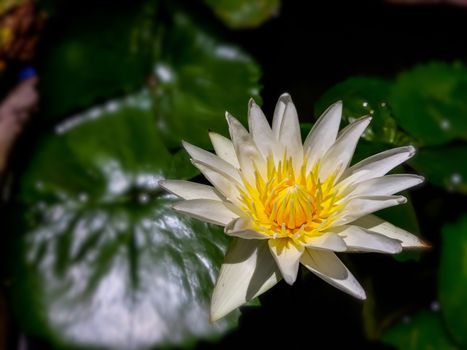 White and yellow lotus in the garden.