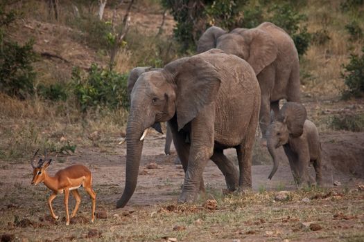 Elephants (Loxodonta africana) chasing an Impala ram (Aepyceros melampus) at a water hole in Kruger National Park. South Africa.