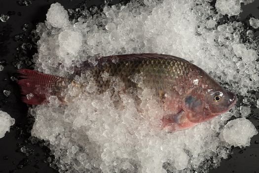 Fresh Nile tilapia Mango fish Nilotica Fish on Ice and black Background.