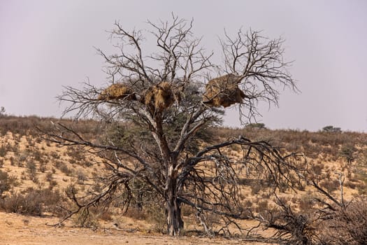 Three large Social Weaver (Piletairus socius) nests in a Camelthorn (Vachellia erioloba) tree in the Kgalagadi Trans Frontier Park, South Africa