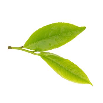 Fresh tea leaves isolated on the white background.