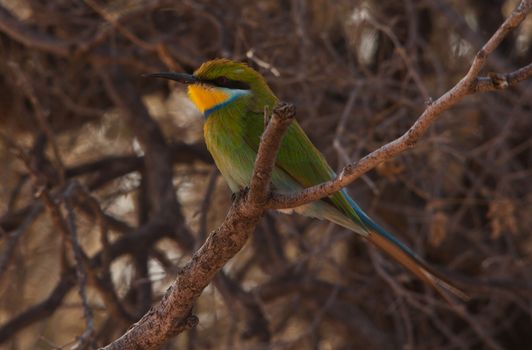 A single Swallow-tailed Bee-eater (Merops hirundineus) seen in the Kgalagadi Trans Frontier Park, South Africa.