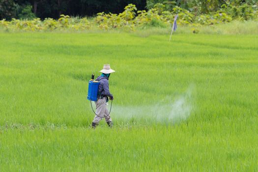farmer spraying pesticide in the rice field protection pest.