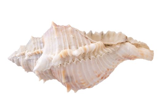 Sea shells arranged isolating on a white background