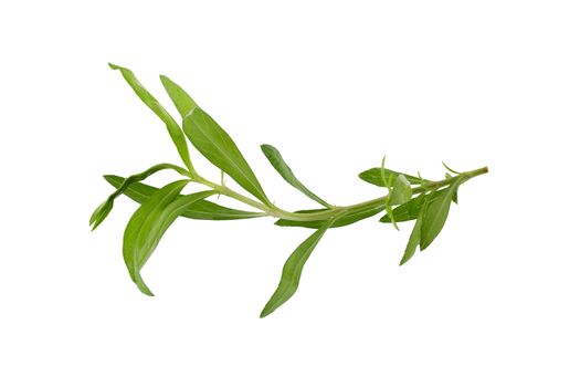 Fresh tarragon herbs, Tarragon herbs close up isolated on white background.