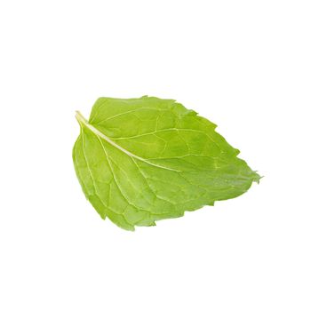 Fresh raw mint leaves isolated on white background.