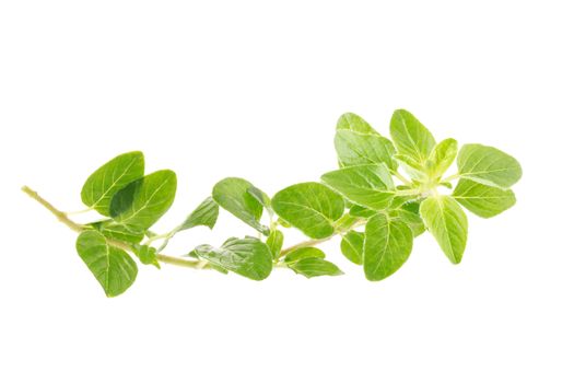 Fresh Oregano herb on a white background.