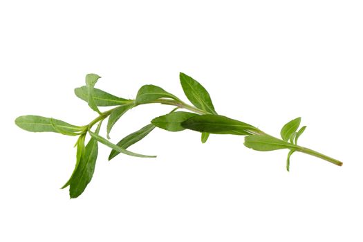 Fresh tarragon herbs, Tarragon herbs close up isolated on white background.