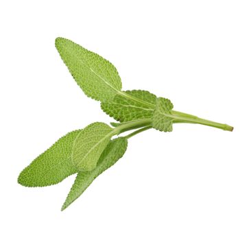 Sage plant isolated on a white background.