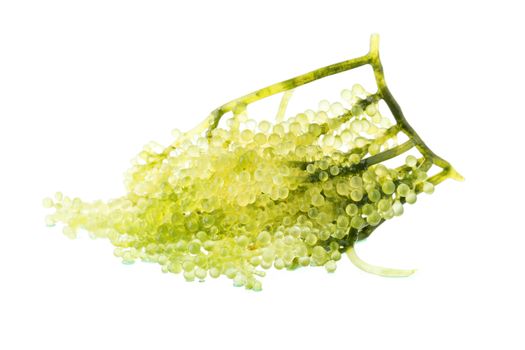 Umi-budou, Seaweed , Healthy sea food. Oval sea grapes seaweed. Healthy Food, Close up Green Caviar on white background.