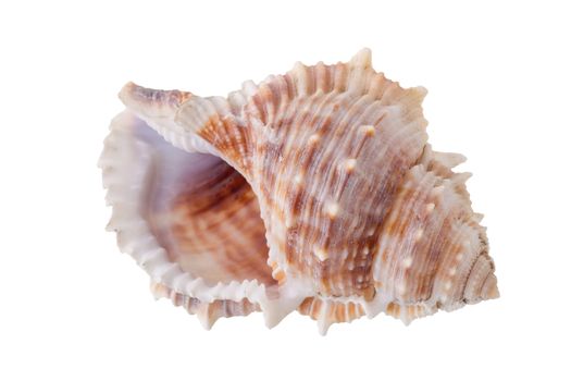 Sea shells arranged isolating on a white background