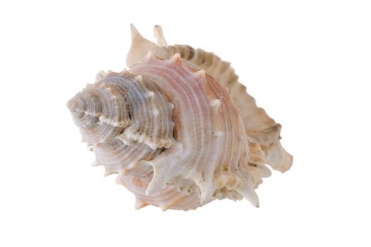 Sea shells arranged isolating on a white background