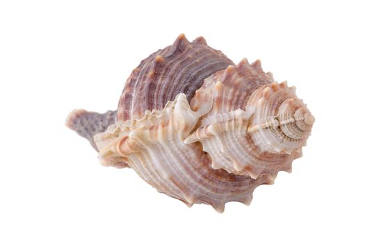 Sea shells arranged isolating on a white background