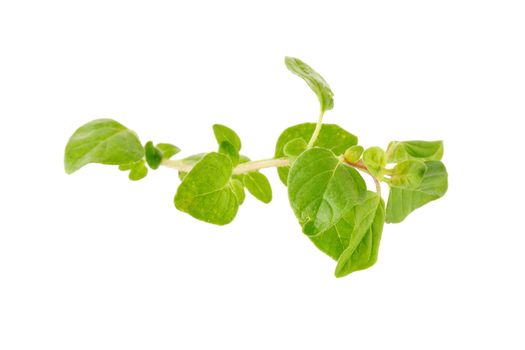 Fresh Oregano herb on a white background.