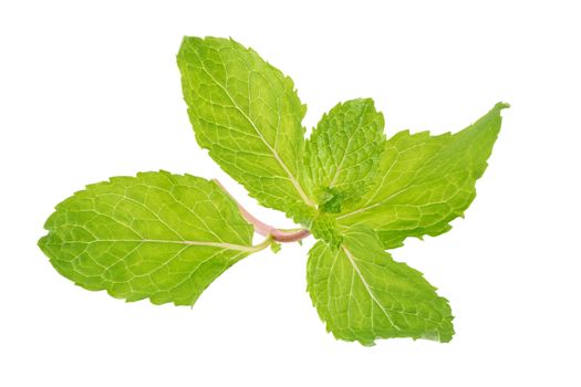 Fresh raw mint leaves isolated on white background.